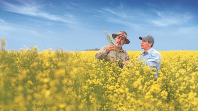 Experts in canola field