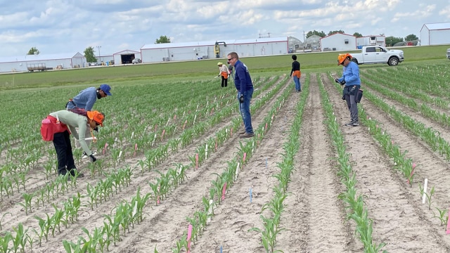 Bayer employees planting