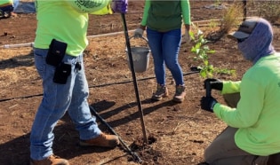 Maui Tree planting