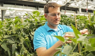 Researcher inspecting soybeans