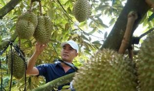 Harvesting Durian