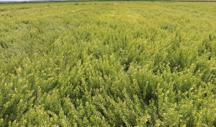 Winter Canola