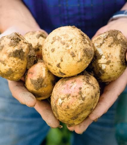 A man holding a bunch of potatoes in his hands.