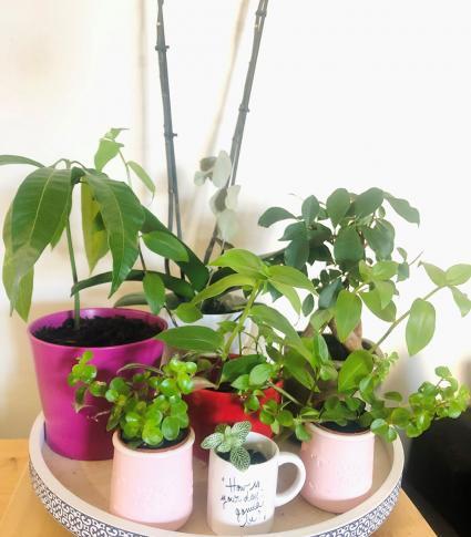 A tray of potted plants on a table.