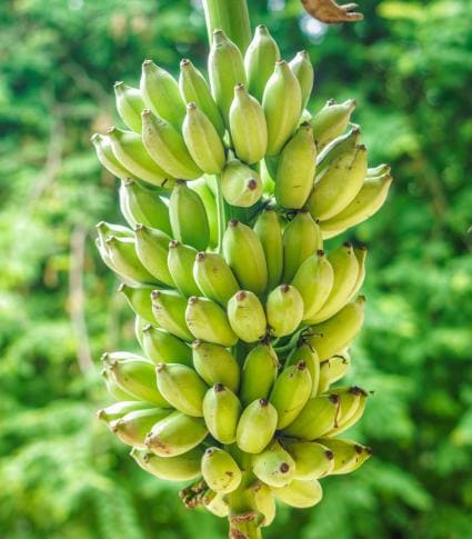 banana tree