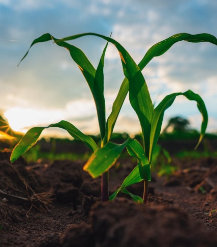 Maize seedlings 