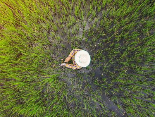 Aerial shot of rice field