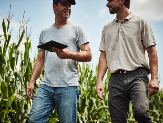 Farmers walking in a corn field. 