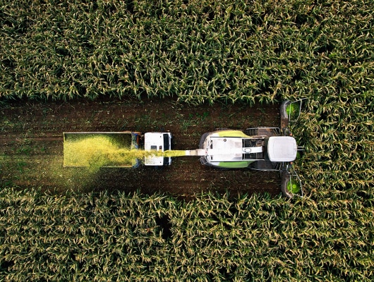 Harvesting maize for silage.