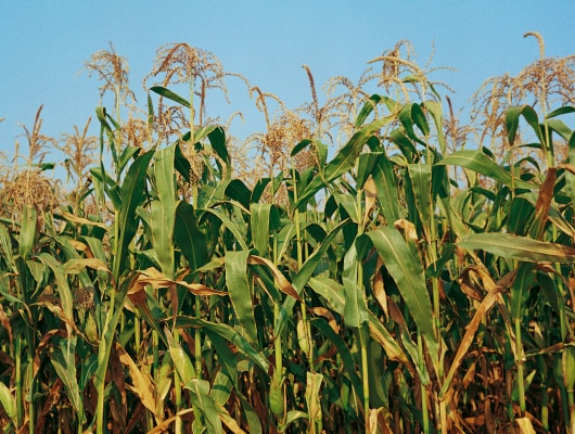 Corn field