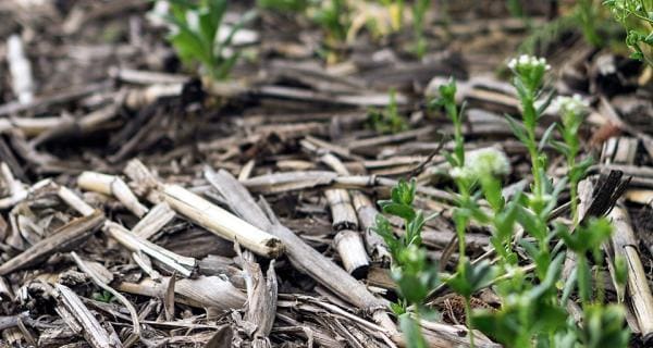 A close up of a plant in the ground.