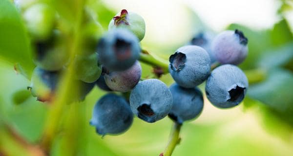 A bunch of blueberries are growing on a tree.