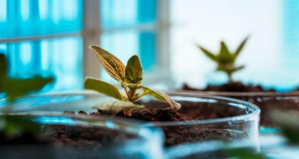 A group of small plants in a glass container in front of a window.