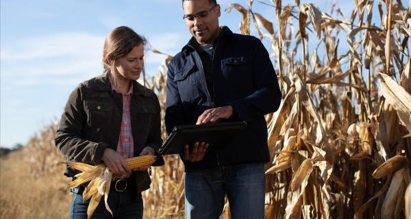 A man and woman standing in a corn field with a laptop.