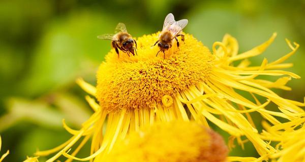 Two bees on a yellow flower.