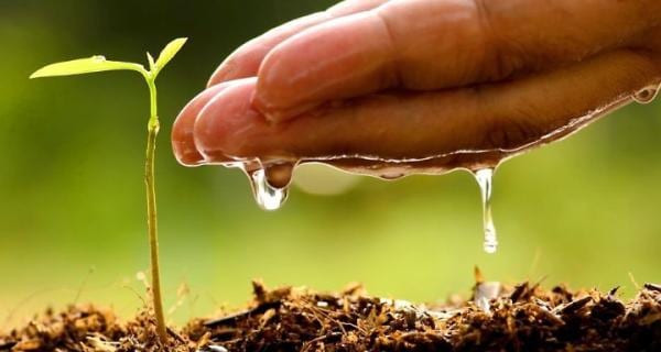 A hand is dripping water on a seedling.