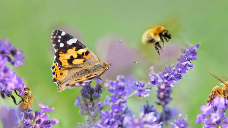 Lavender flowers with bees on them.