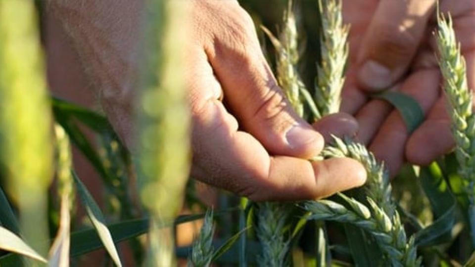 A person's hand in a field of tall grass.