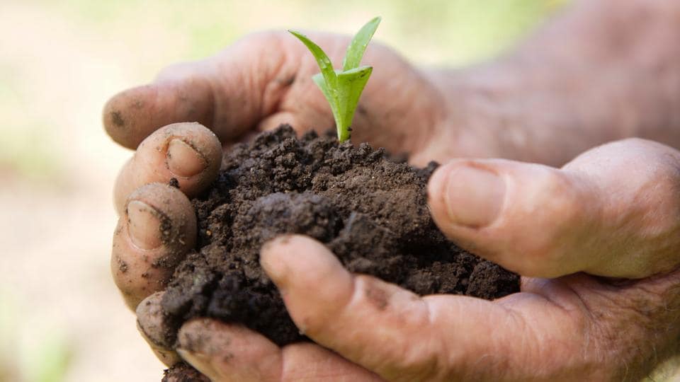 A man's hands holding soil with a plant growing out of it.