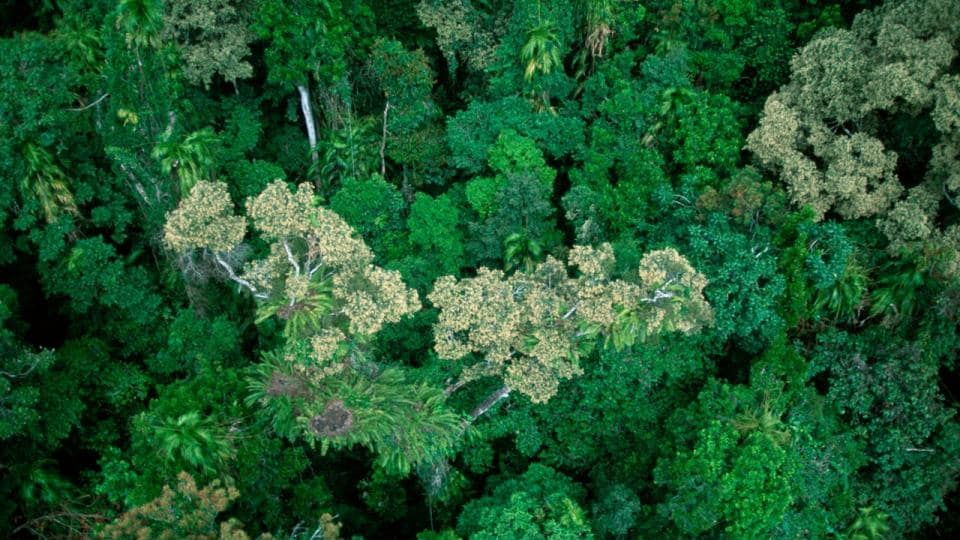 An aerial view of a tropical rainforest.