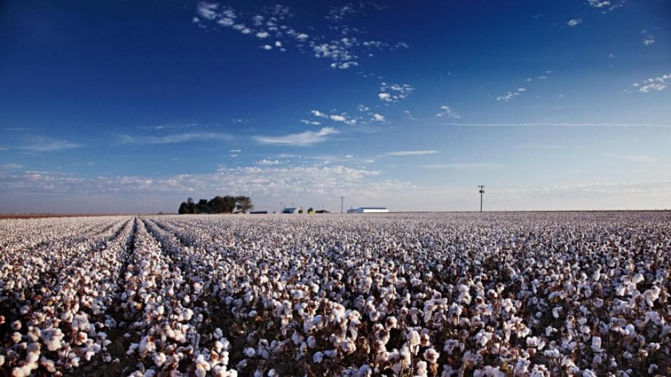 A cotton field under a blue sky.