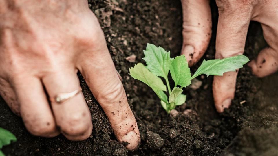 A person's hands are holding a plant in the dirt.