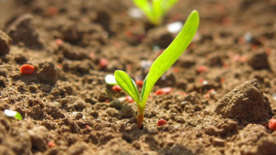 A small plant is growing in the dirt.