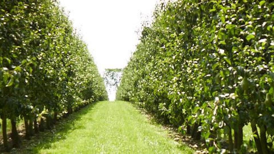 A row of green trees in a field.