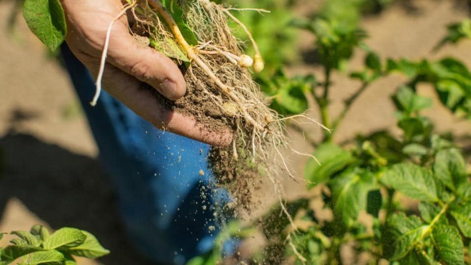 A man is holding a plant with roots in his hand.