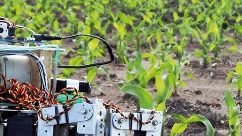 A machine is in the middle of a field of corn.