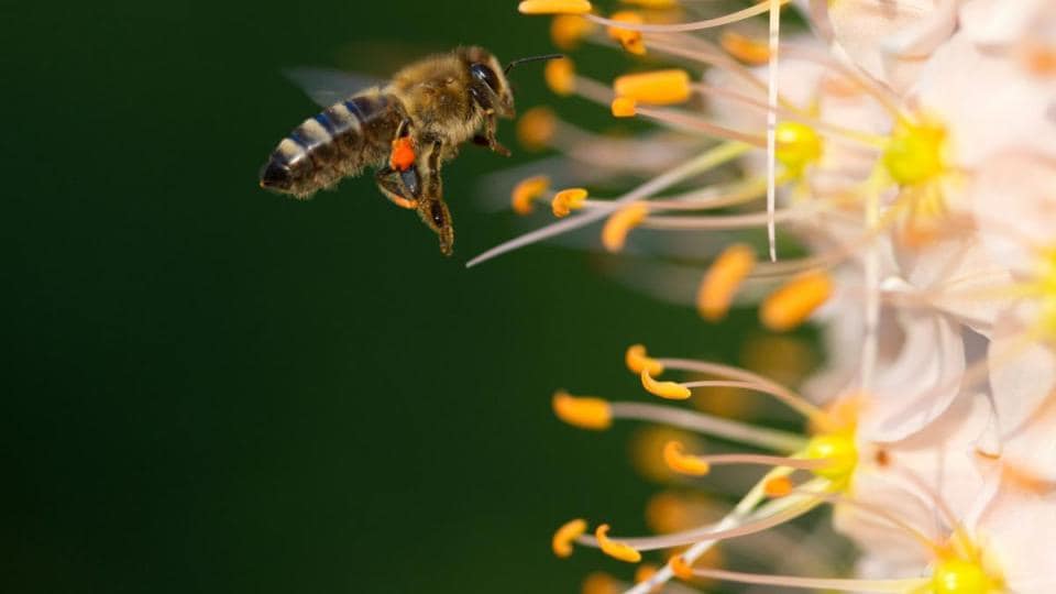 A bee is flying over a flower.