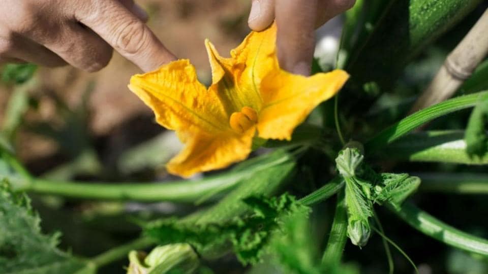 A person picking a yellow flower from a zucchini plant.