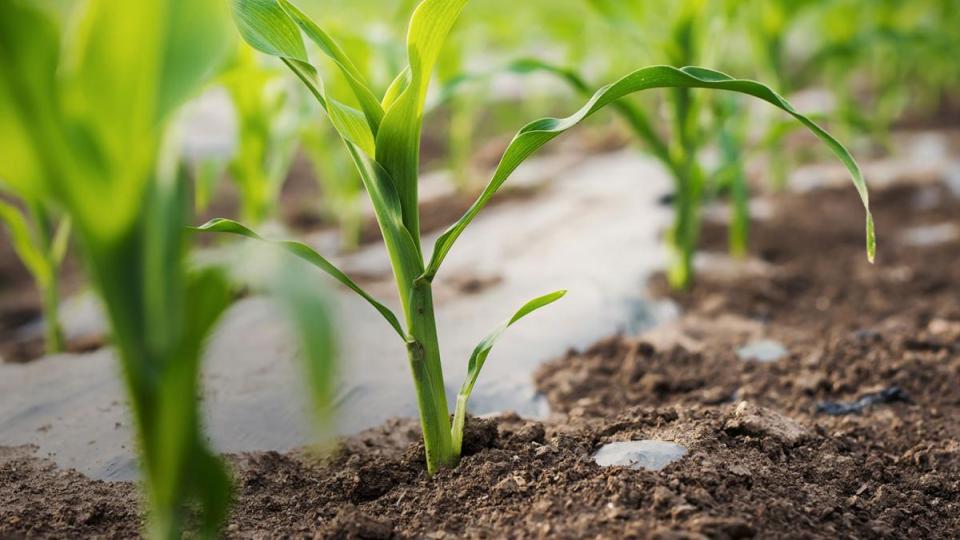 Carbon-Neutral Farming | Bayer Global