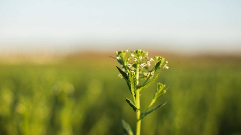 CoverCress Flowering