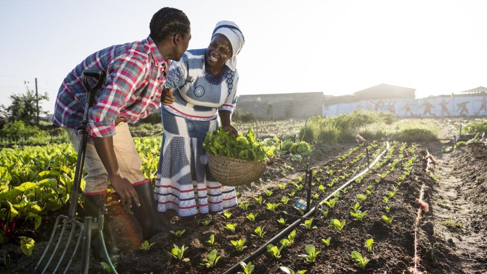 african farmers in a vegetable field