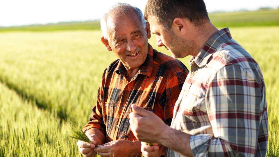 Two farmers inspecting grain