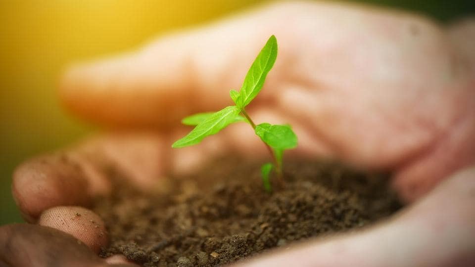 Hand holding soil