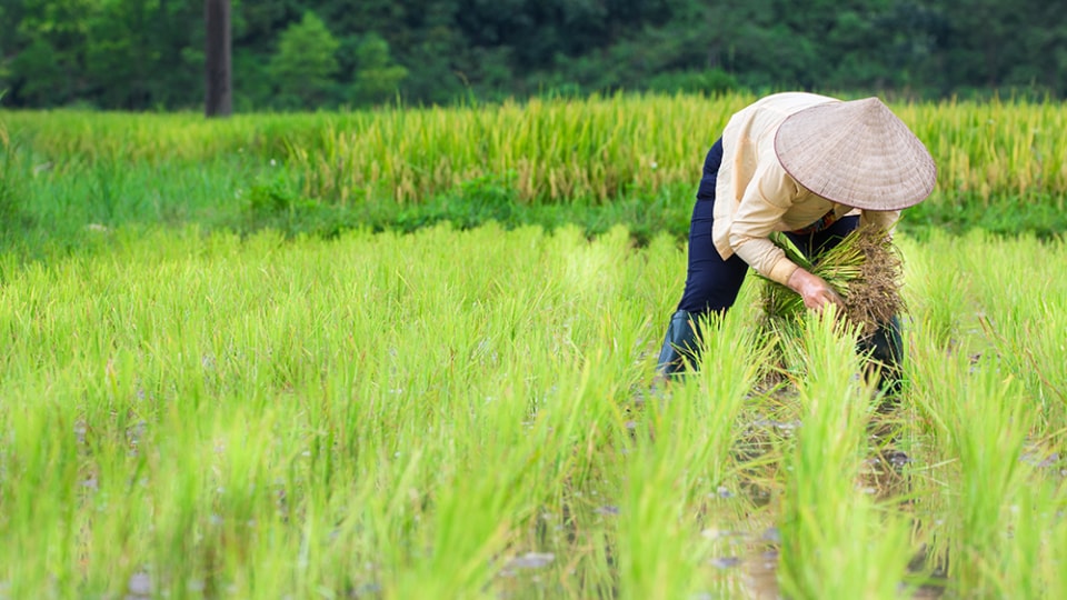 farmer in paddy field