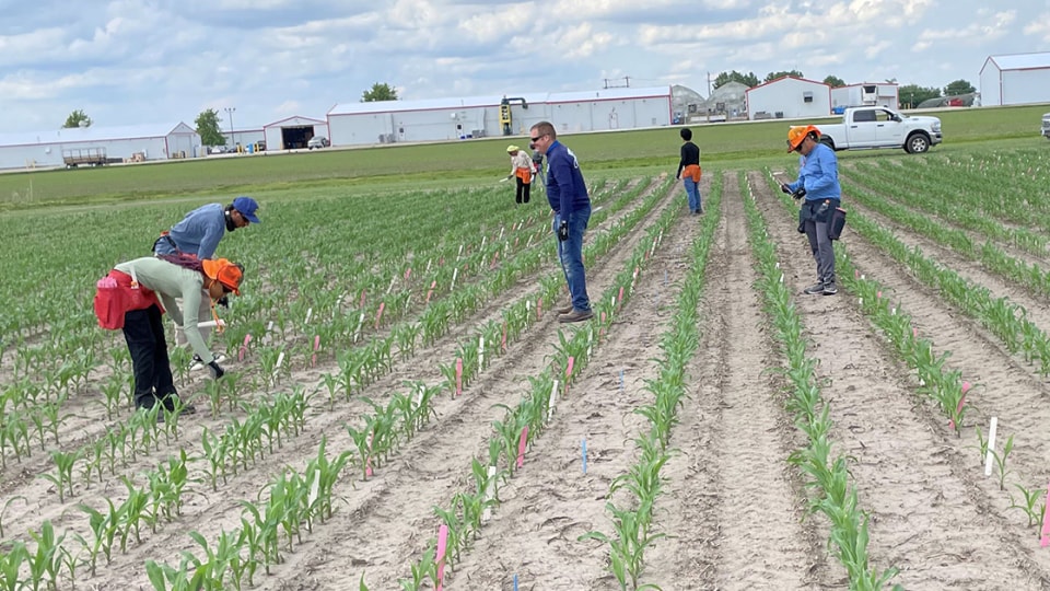 Bayer employees planting