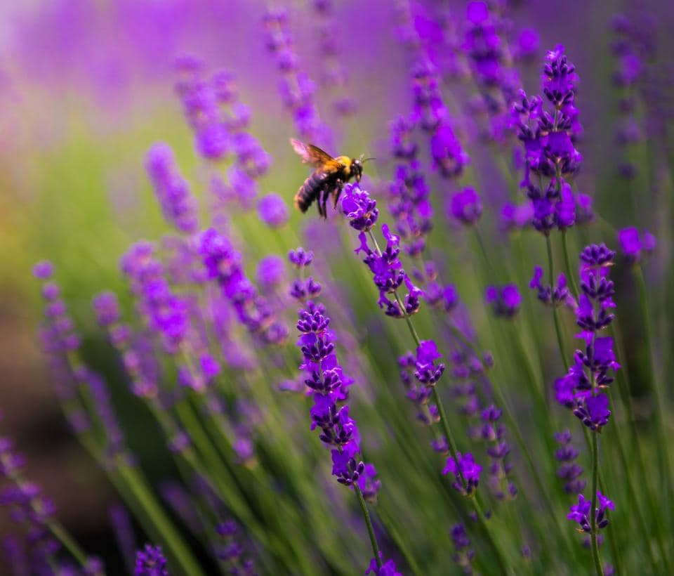 Lavender flowers with a bee on them.