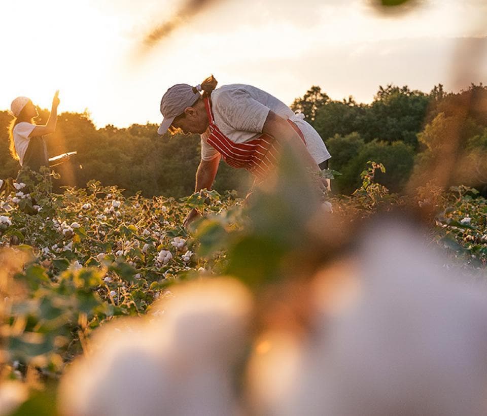 Two people picking cotton in a field at sunset.