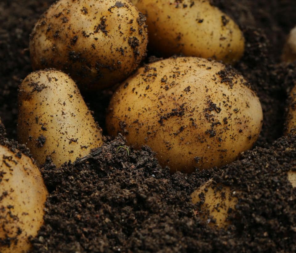 A group of potatoes in a pile of dirt.