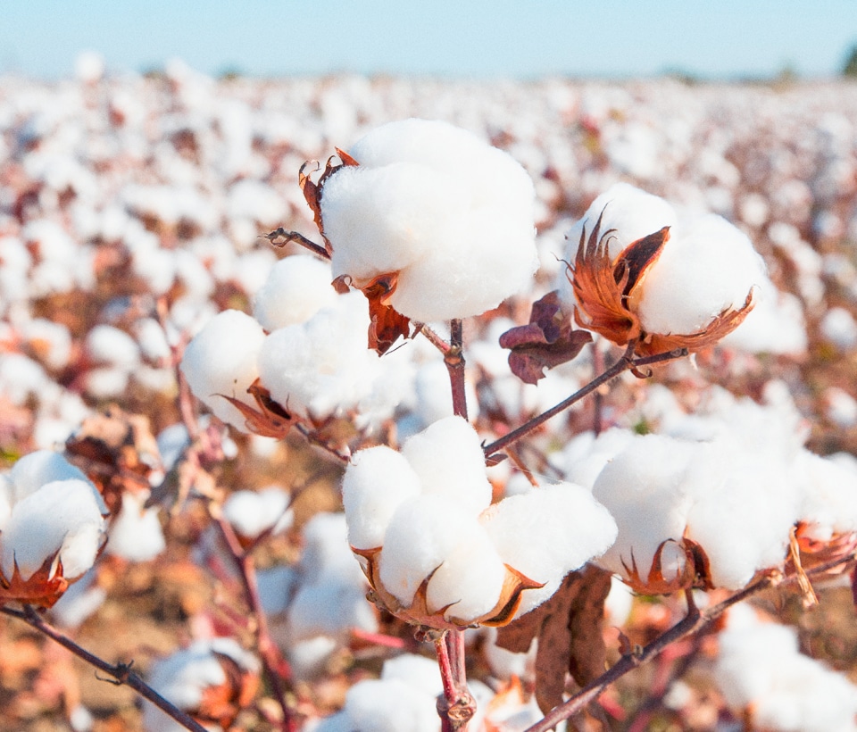 Cotton Field