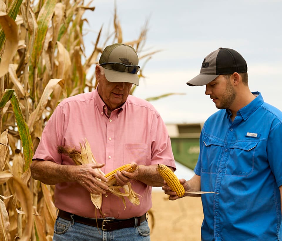 Farmers inspecting corn in the field