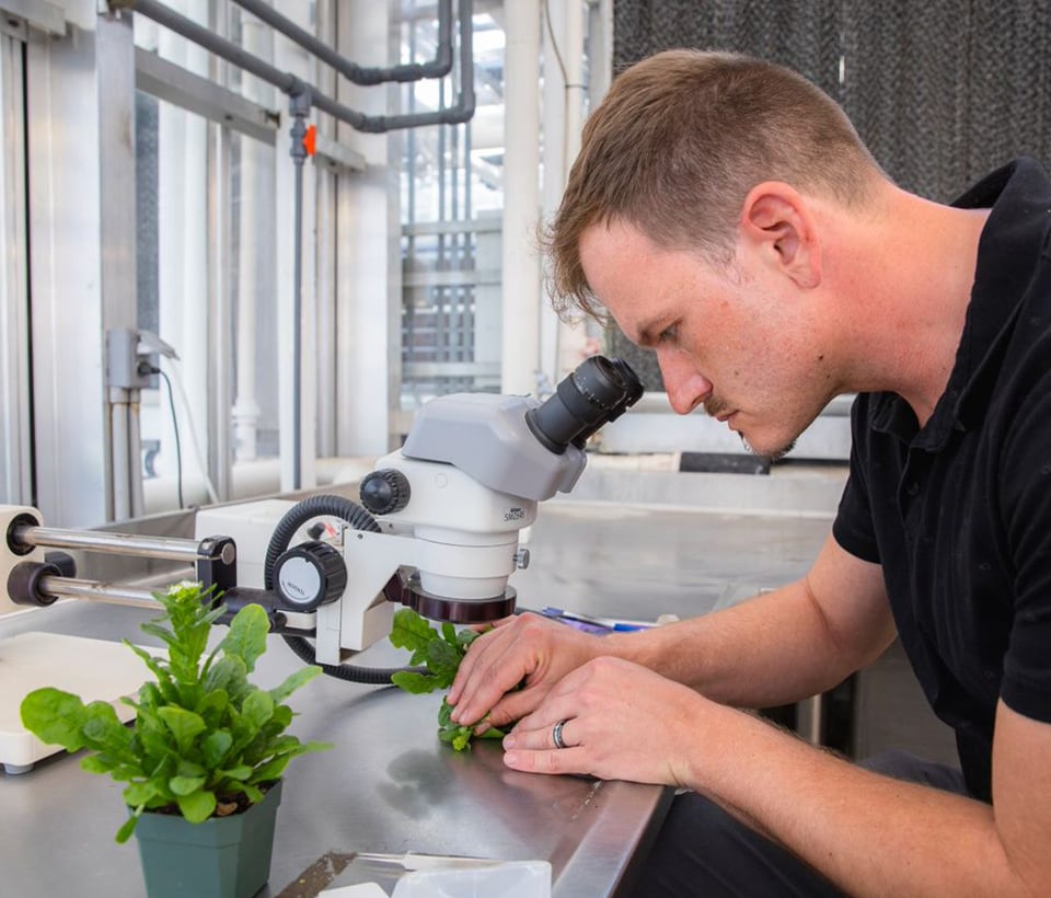 A Bayer scientist inspecting a crop