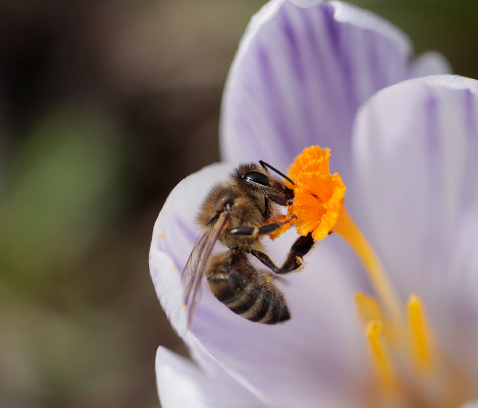 A bee pollinating a flower