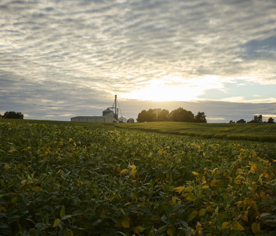 A farmer's field