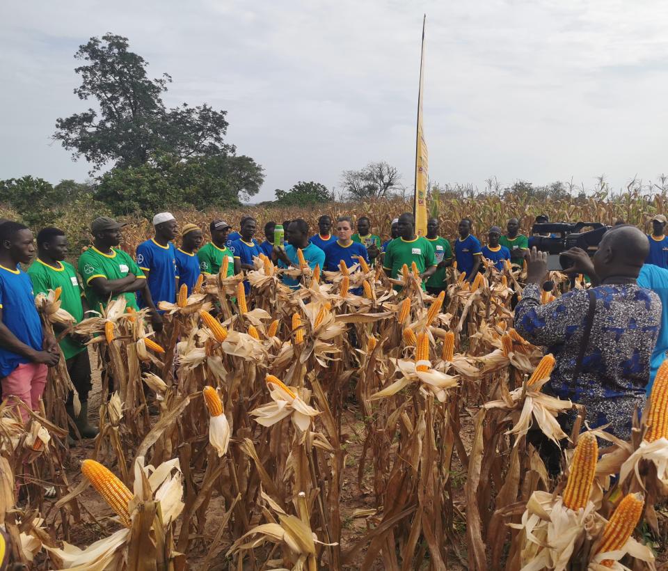 WCA marketing team in maize field in Côte d'Ivoire