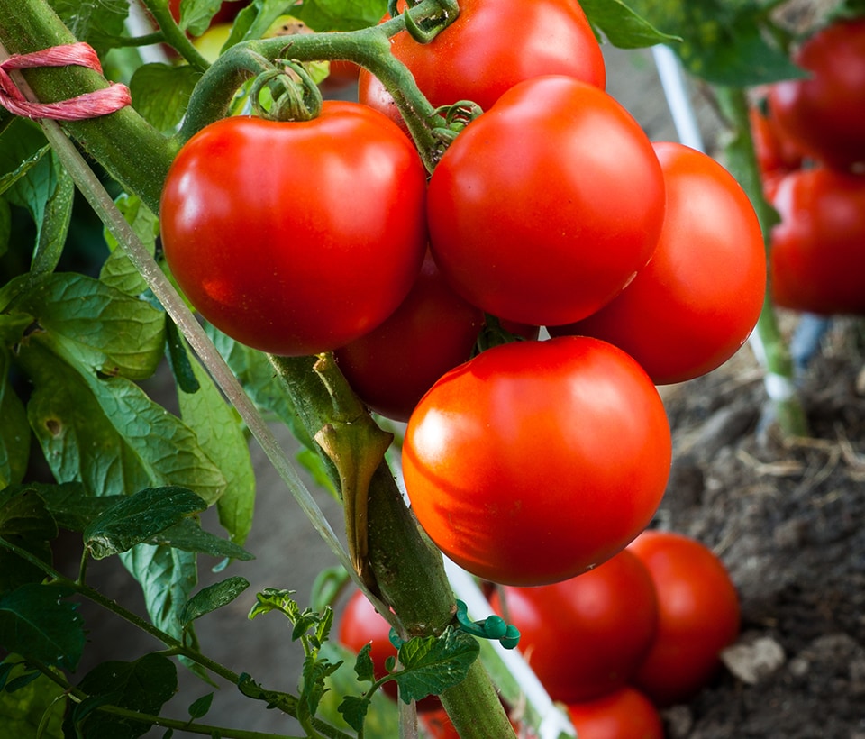 Ripe Tomatoes in Garden