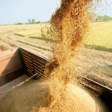 Rice harvest